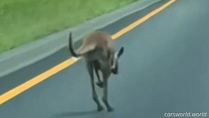 Pet Canguro Sheila relitti Havoc su U. S. Highway dopo la fuga Bikini Bottom Zoo / Carscoops